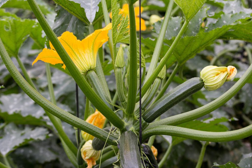 zucchini, vegetable, beautiful flowers, flower wallpaper, vegetables, nature, flower, cultivation, flower background, entutored, greenhouse, courgette, zucchini flower