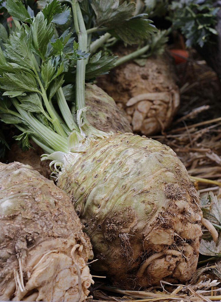 celery, real celery, apium, celeriac, umbelliferae, root celery, market fresh vegetables, vegetables, celery tuber, healthy, tuber, food, agriculture, meal, field crop, soup greens, useful and medicinal plant, nourishment, celery, celery, celeriac, celeriac, celeriac, celeriac, celeriac
