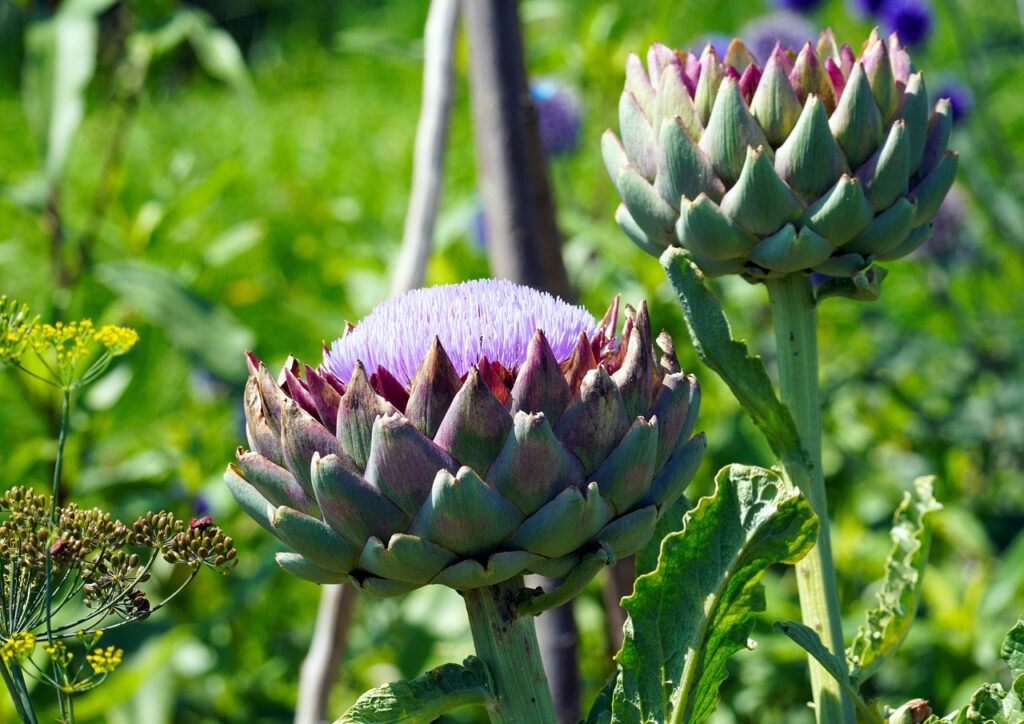 artichokes, plants, food, edible, vegetables, flower vegetables, globe artichokes, artichoke flower, bloom, nature