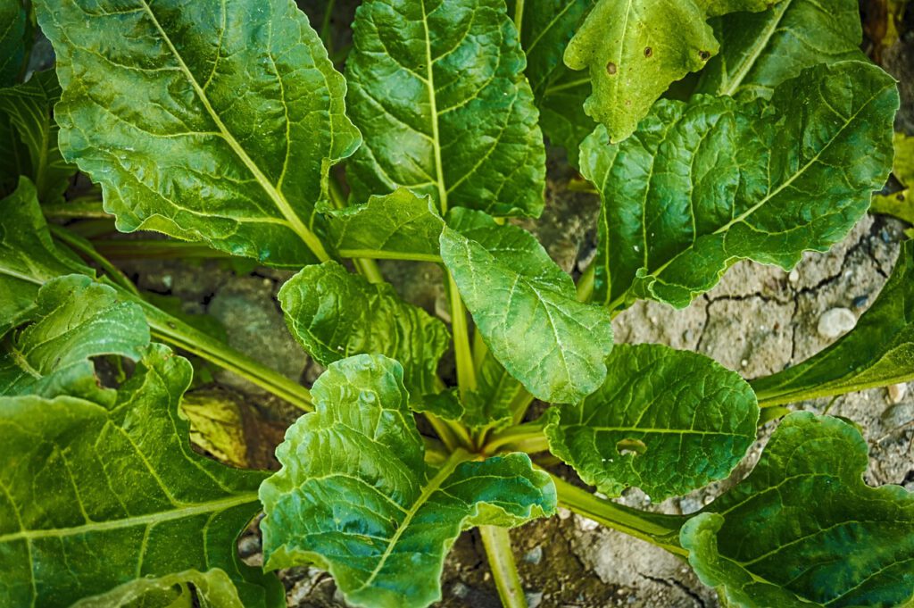 spinach, green leaves, vegetables, vegetable, healthy, spinach, spinach, spinach, spinach, spinach