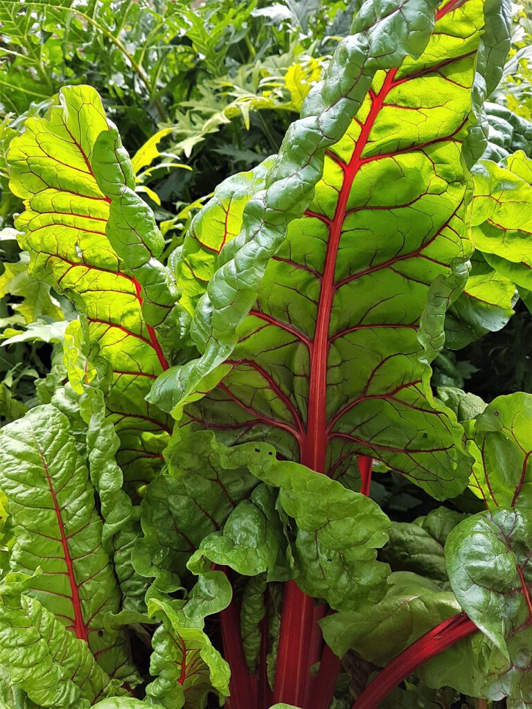 chard, leaves, nature, garden, food