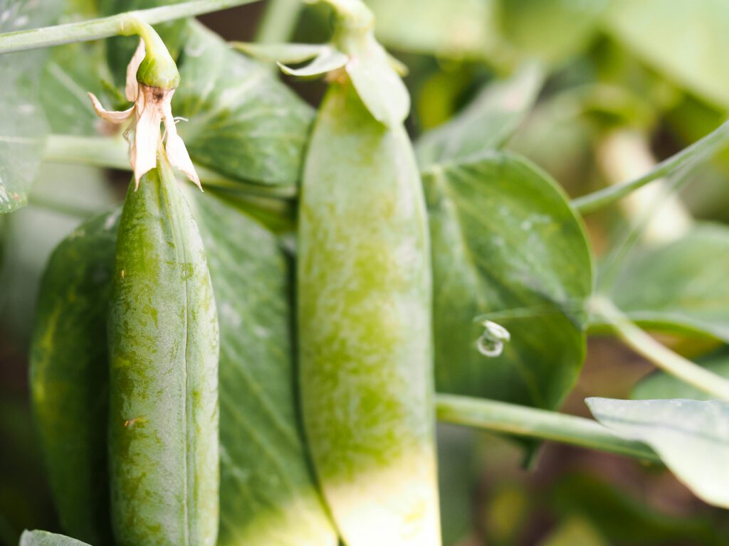 A detailed view of snap peas growing in a garden, showcasing fresh and healthy produce.